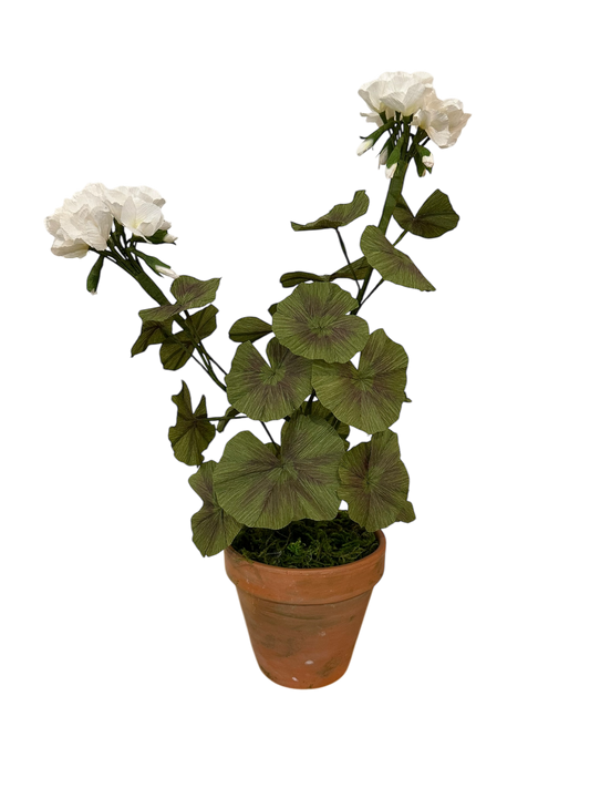 Potted Paper Geranium Plant
