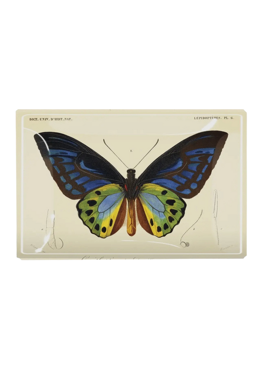 Tropical Butterfly Decoupage Tray