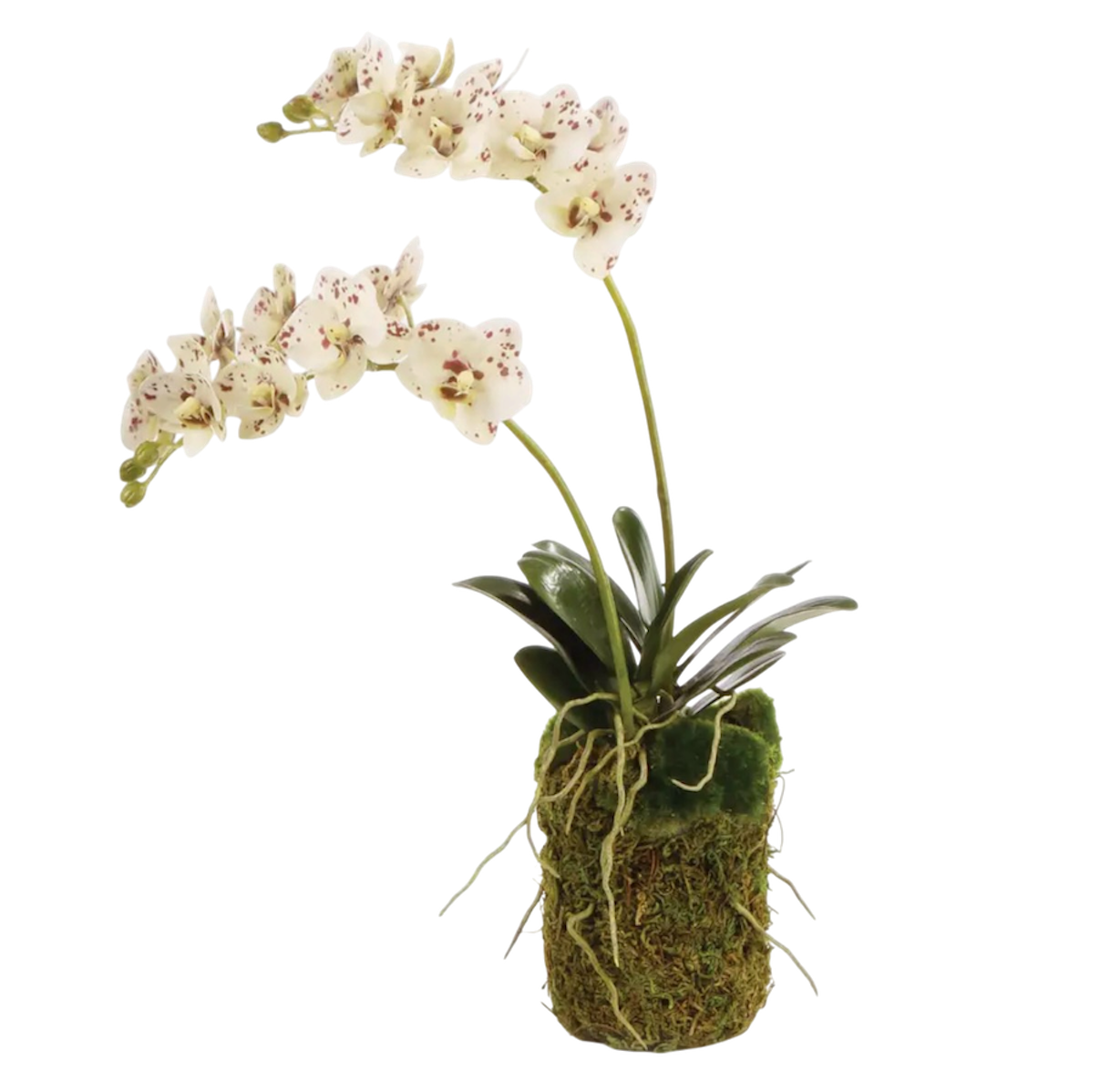 Phalaenopsis Orchid Drop-in 16”