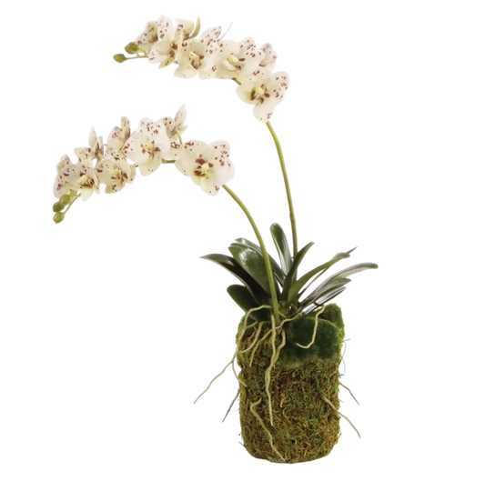 Phalaenopsis Orchid Drop-in 16”