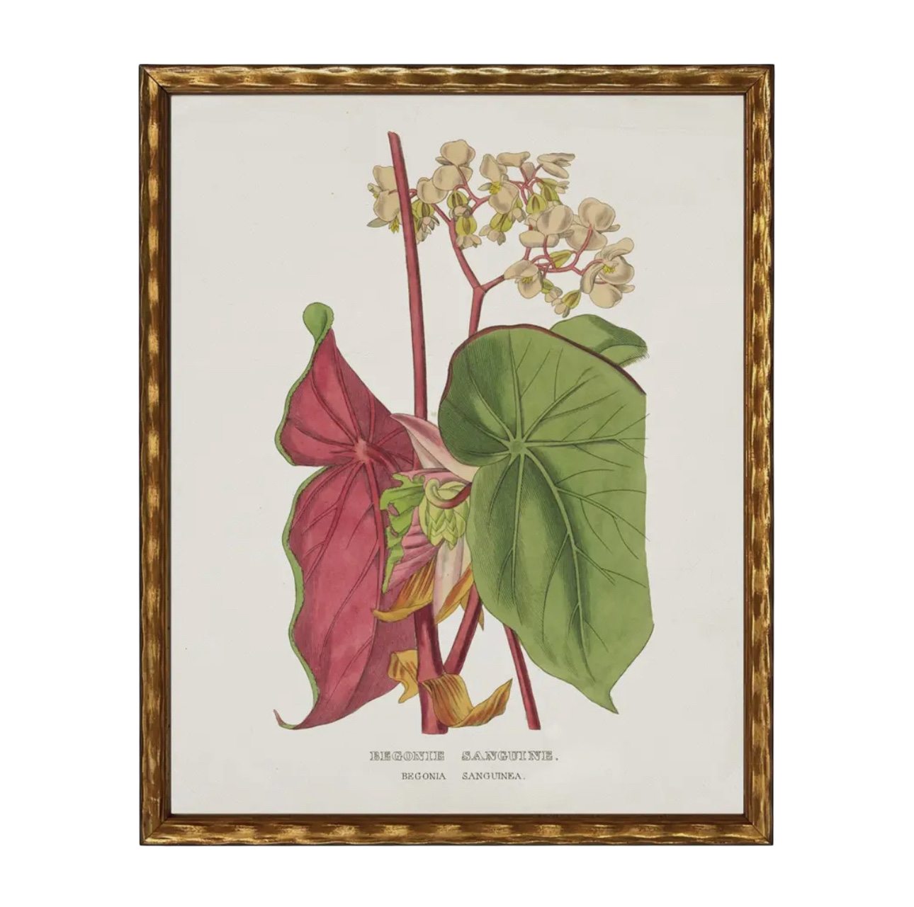 28” x 22” Vintage Flower Bookplate Print Enlarged