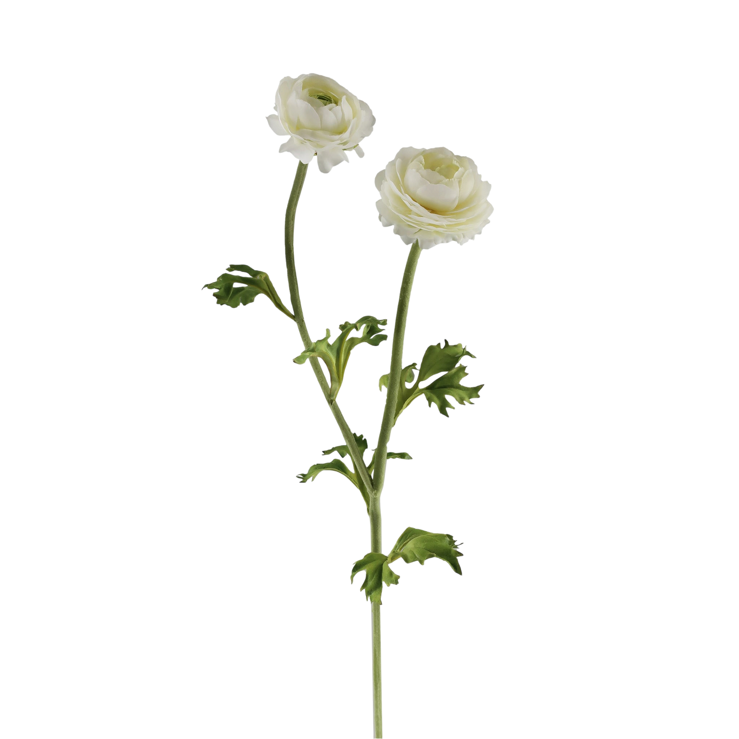 White Ranunculus - Two Sizes