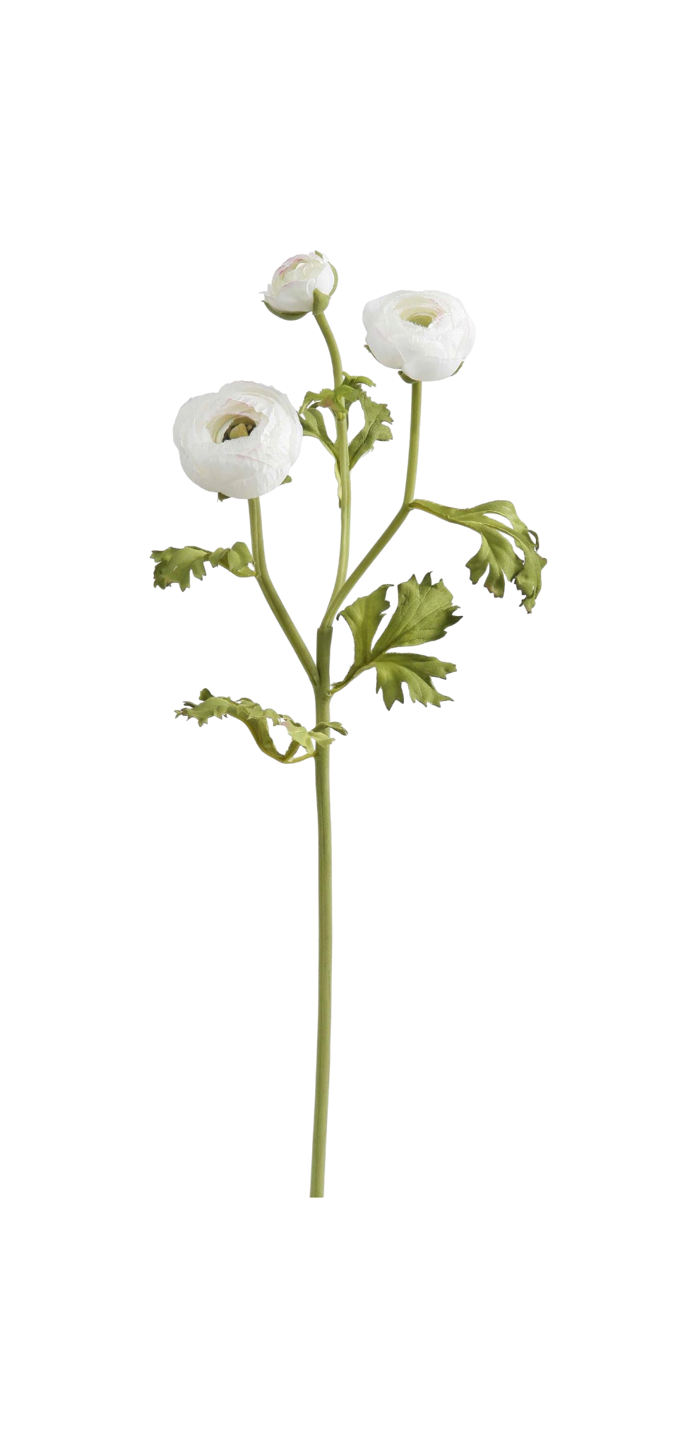 White Ranunculus - Two Sizes