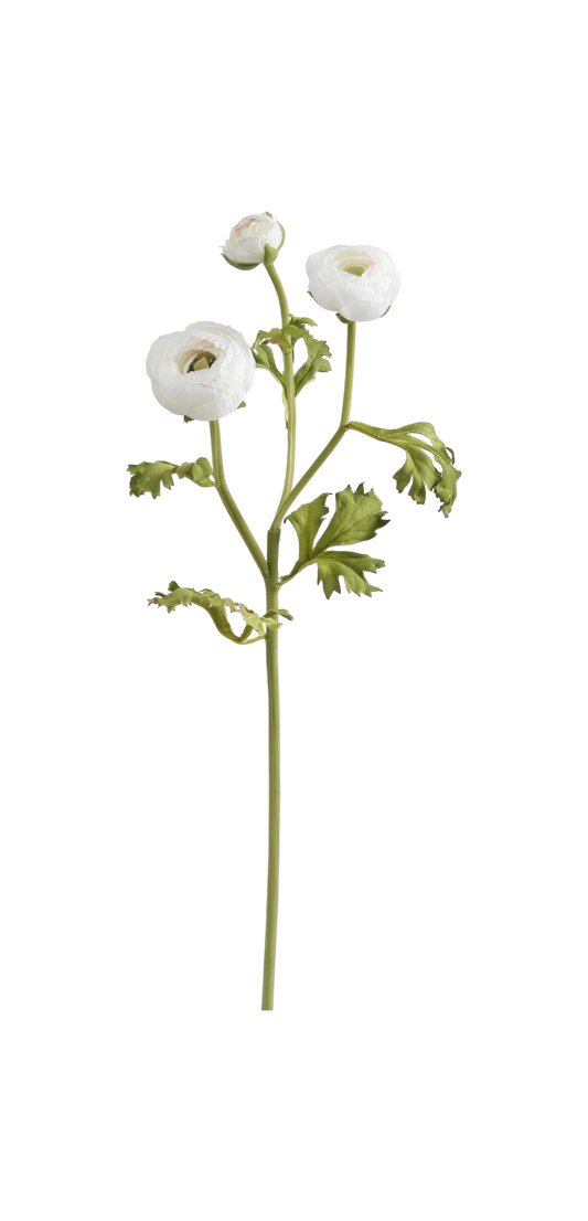 White Ranunculus - Two Sizes