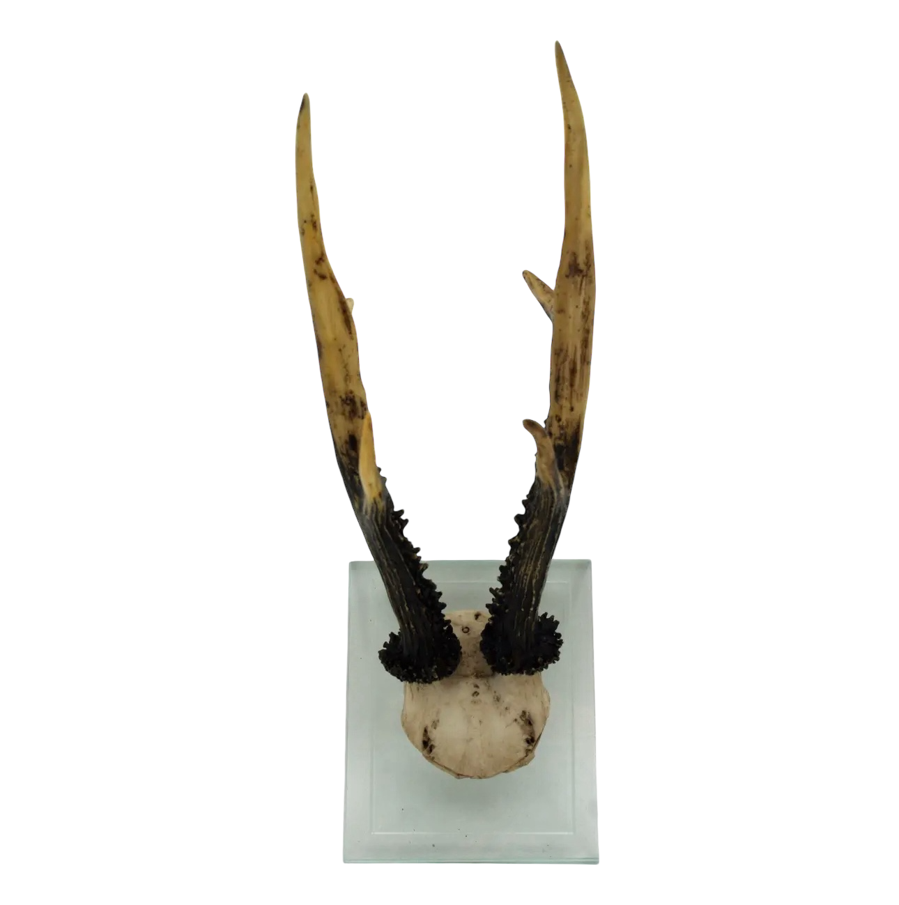 Antler Double Glass Wall Mount