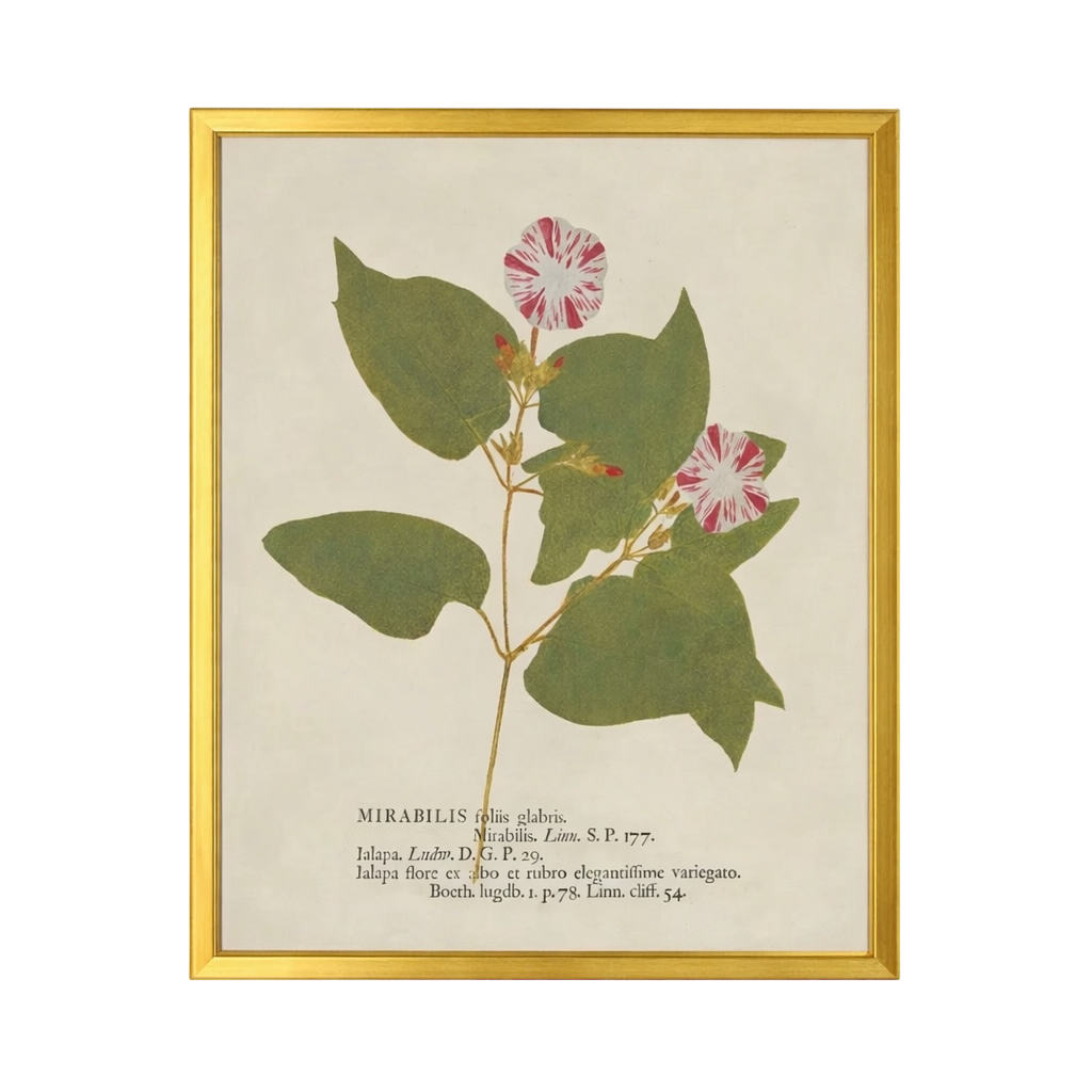 28” x 22” Vintage Dried Botanical Print