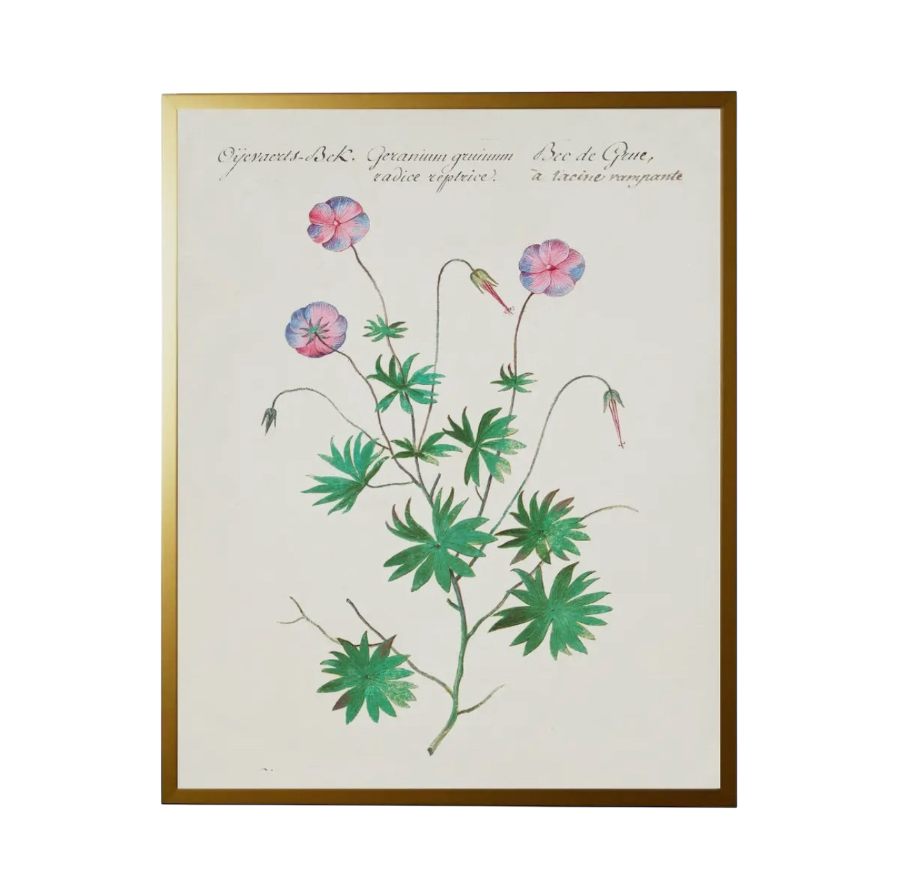 28” x 22” Vintage Bookplate Flower Print