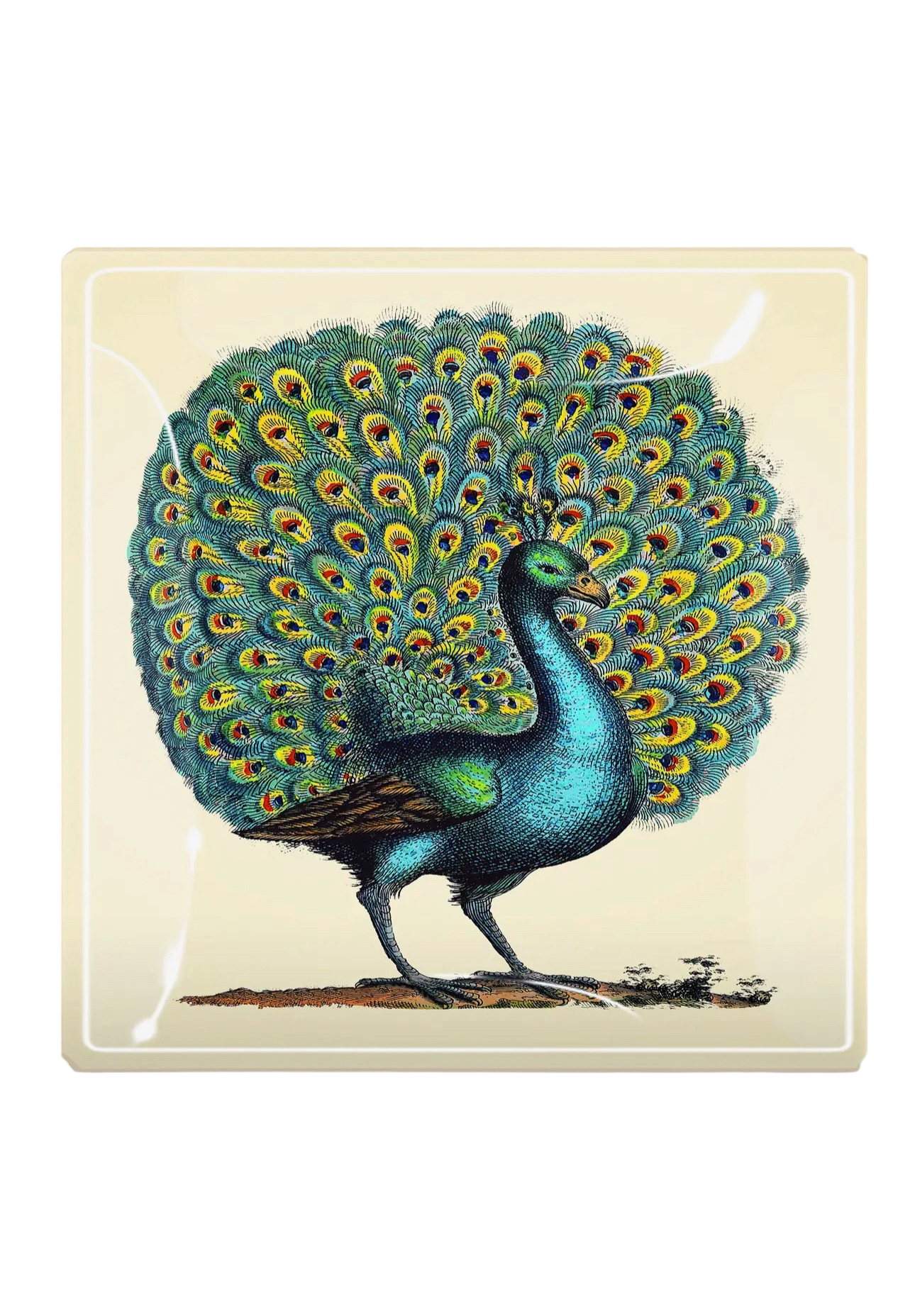 Proud Peacock Decoupage Glass Tray