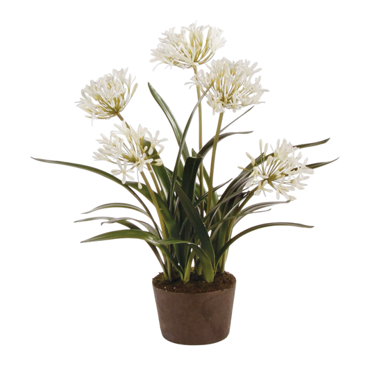 Agapanthus Drop-in 29"