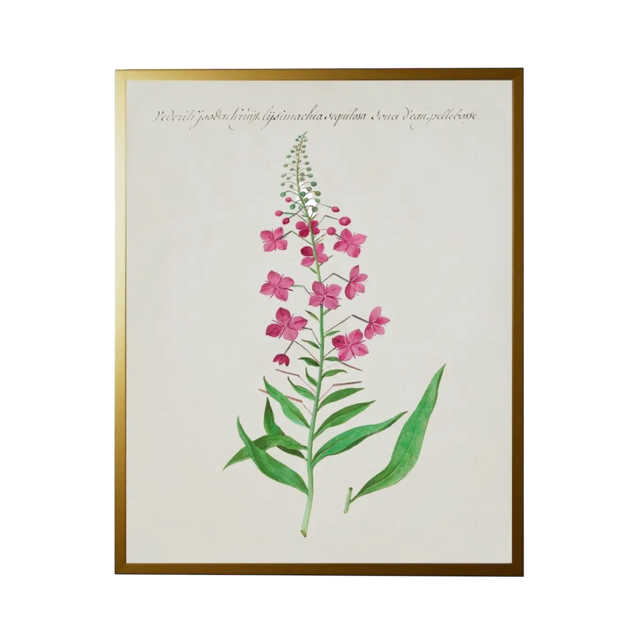 28” x 22” Vintage Bookplate Flower Print