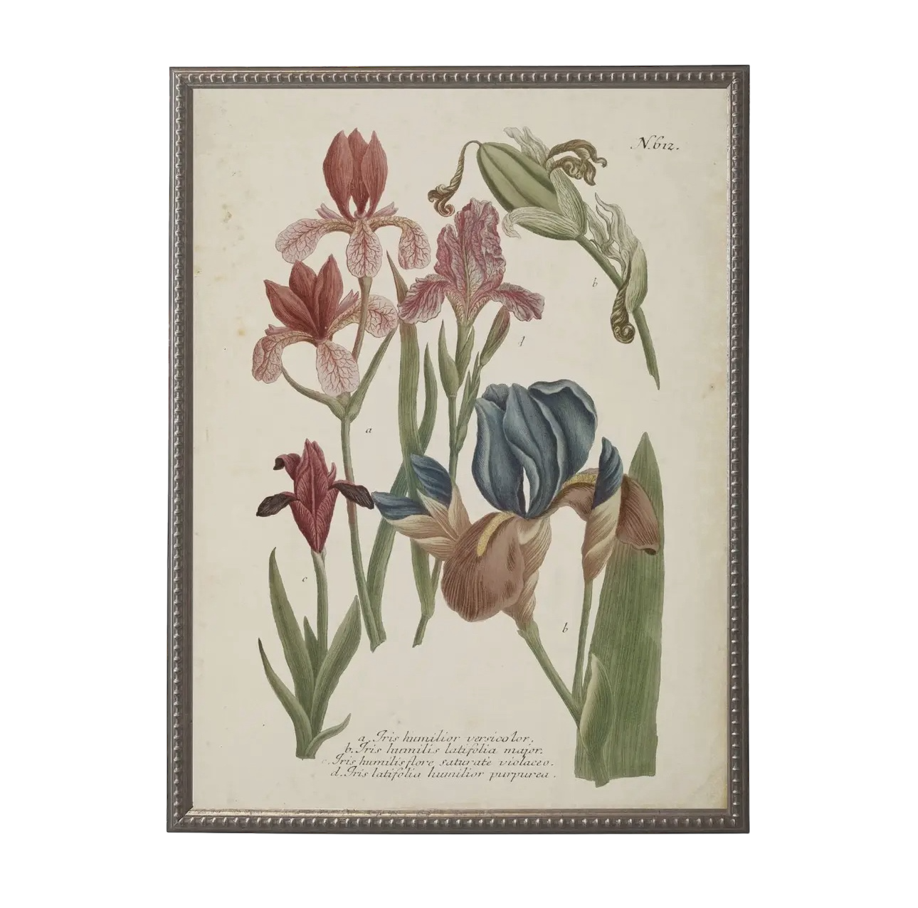 18” x 24” Vintage Flower Bookplate Print