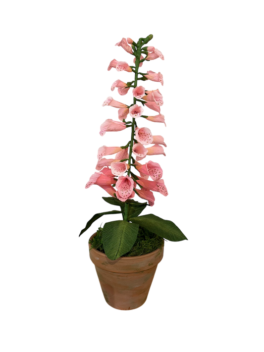 Potted Paper Foxglove