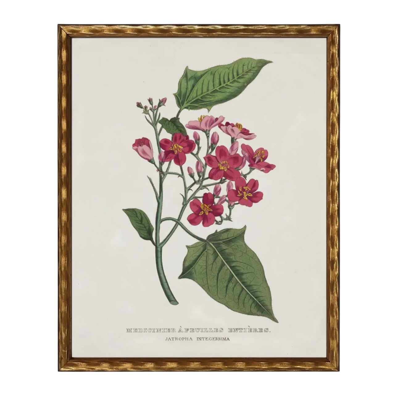 28” x 22” Vintage Flower Bookplate Print Enlarged