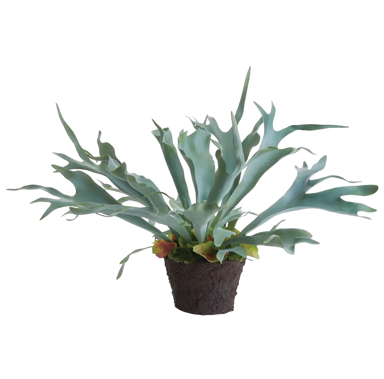 Staghorn Fern Drop-in 21"