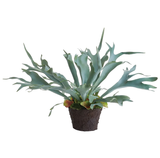 Staghorn Fern Drop-in 21"