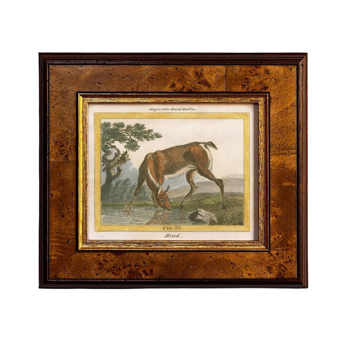 Stag Framed Print