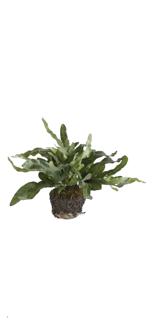 Echeveria Fern Drop-in 11.5"