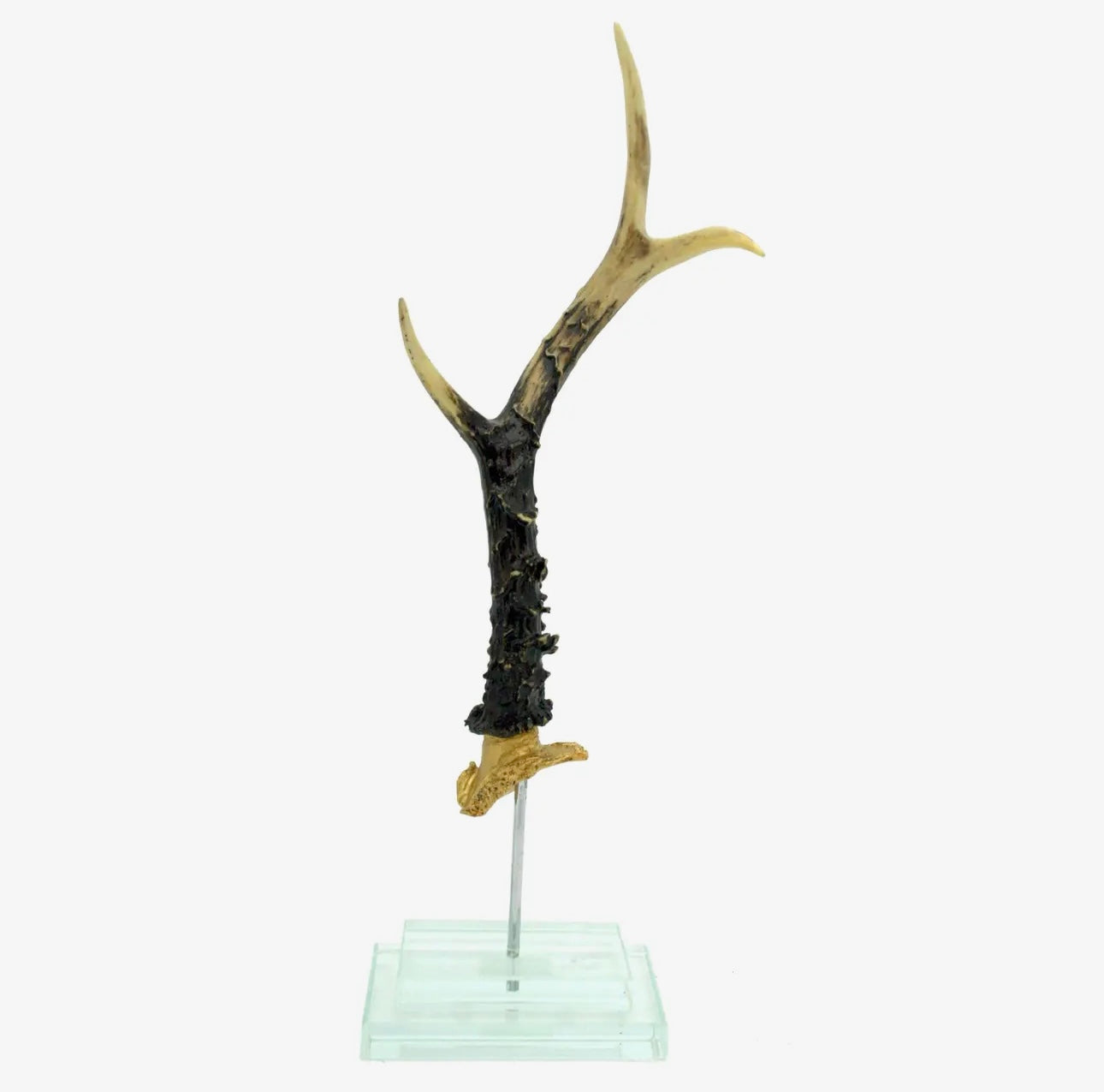 Antler on Double Glass Base