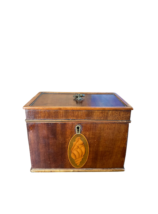 Neoclassical Tea Caddy w/ 3 Sided Conch Shell Inlay