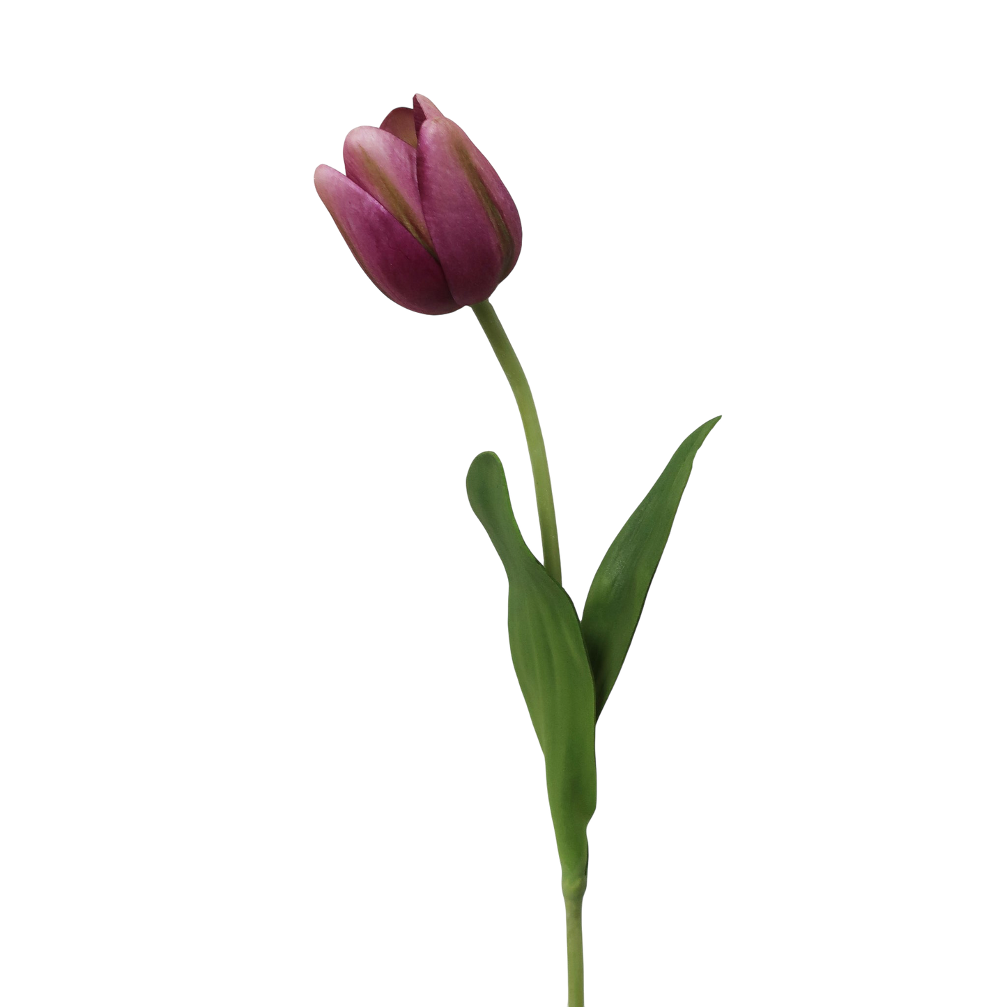 Tulip 15.5”