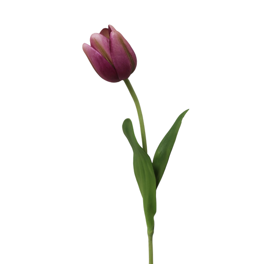 Tulip 15.5”