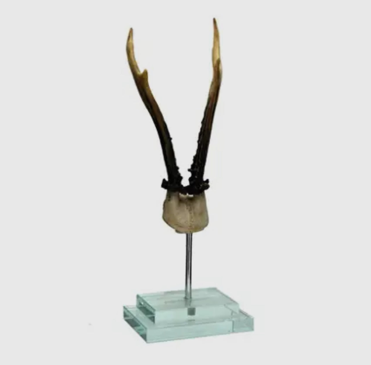 Antler on Double Glass Base