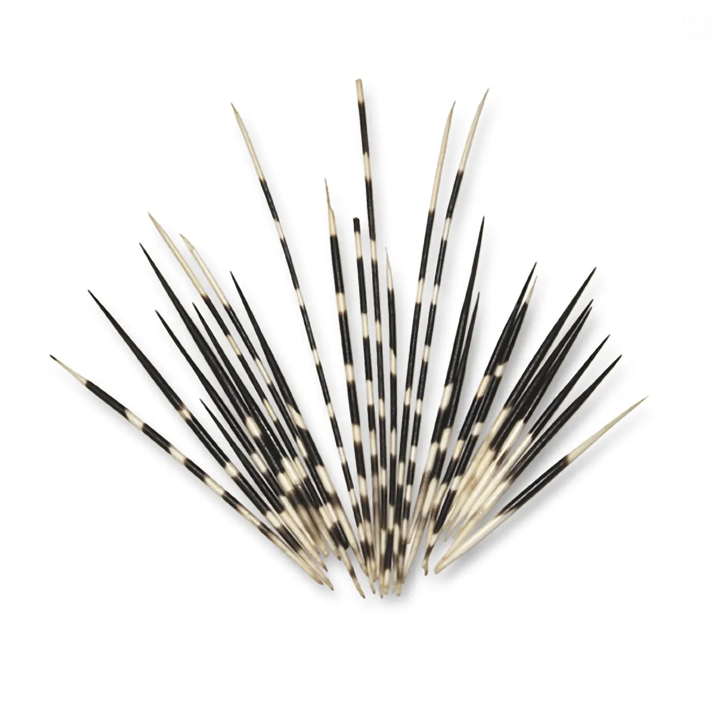 South African Porcupine Quills - Set of 15