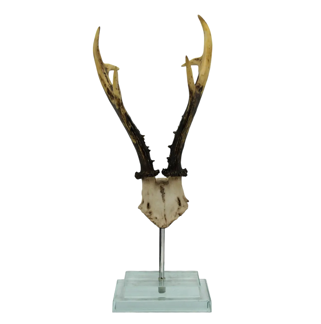 Antler on Double Glass Base