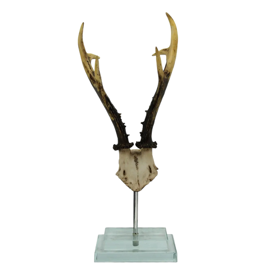 Antler on Double Glass Base