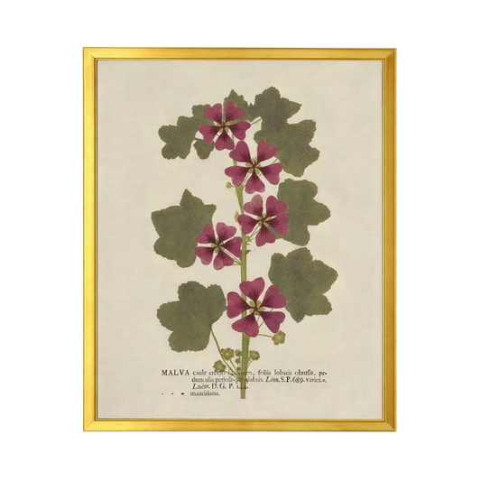 28” x 22” Vintage Dried Botanical Print