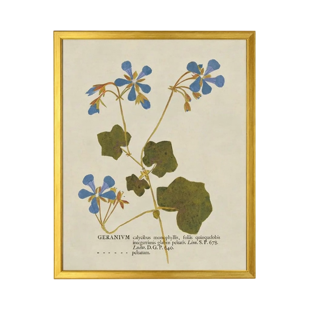 28” x 22” Vintage Dried Botanical Print