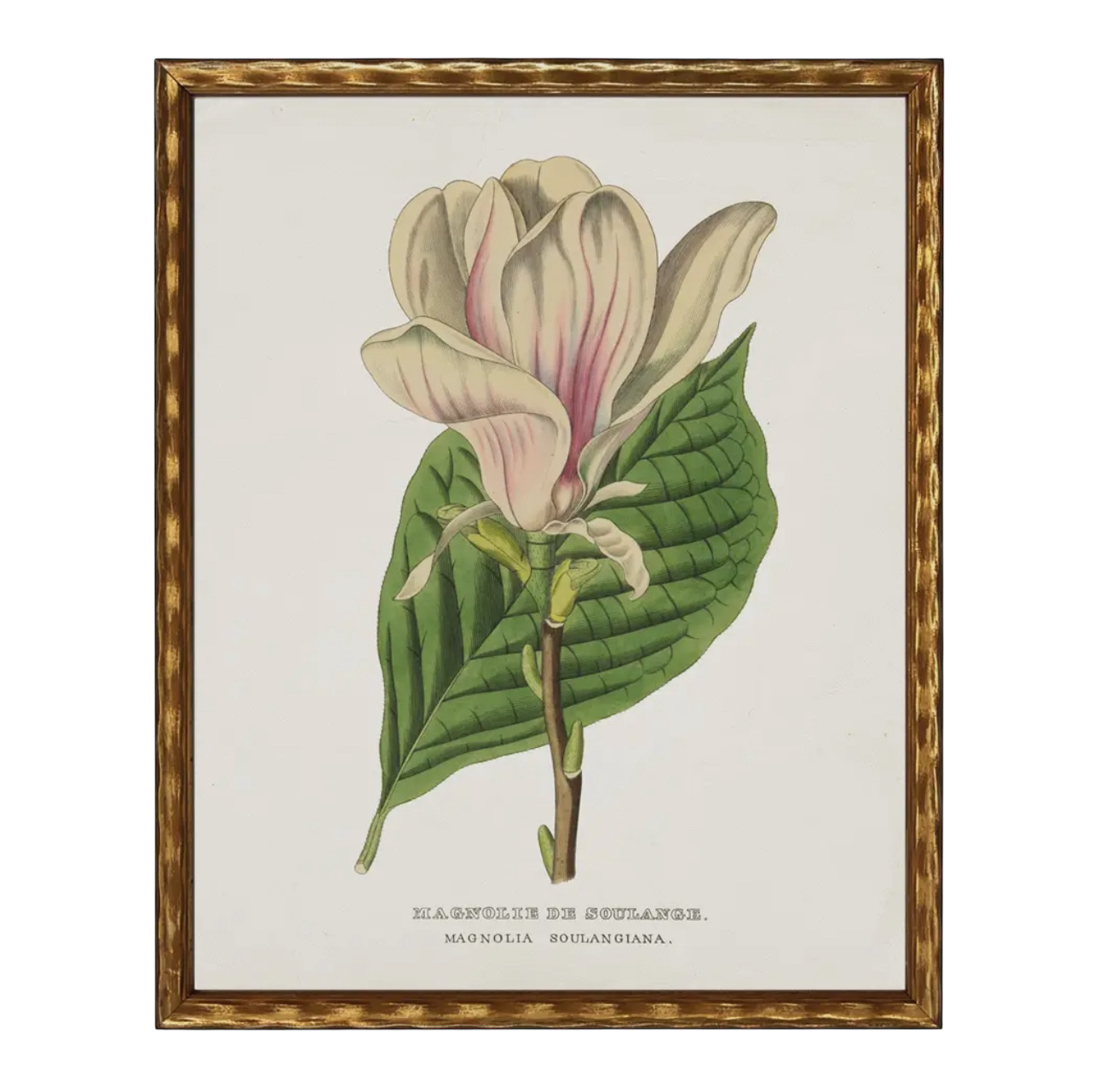 28” x 22” Vintage Flower Bookplate Print Enlarged