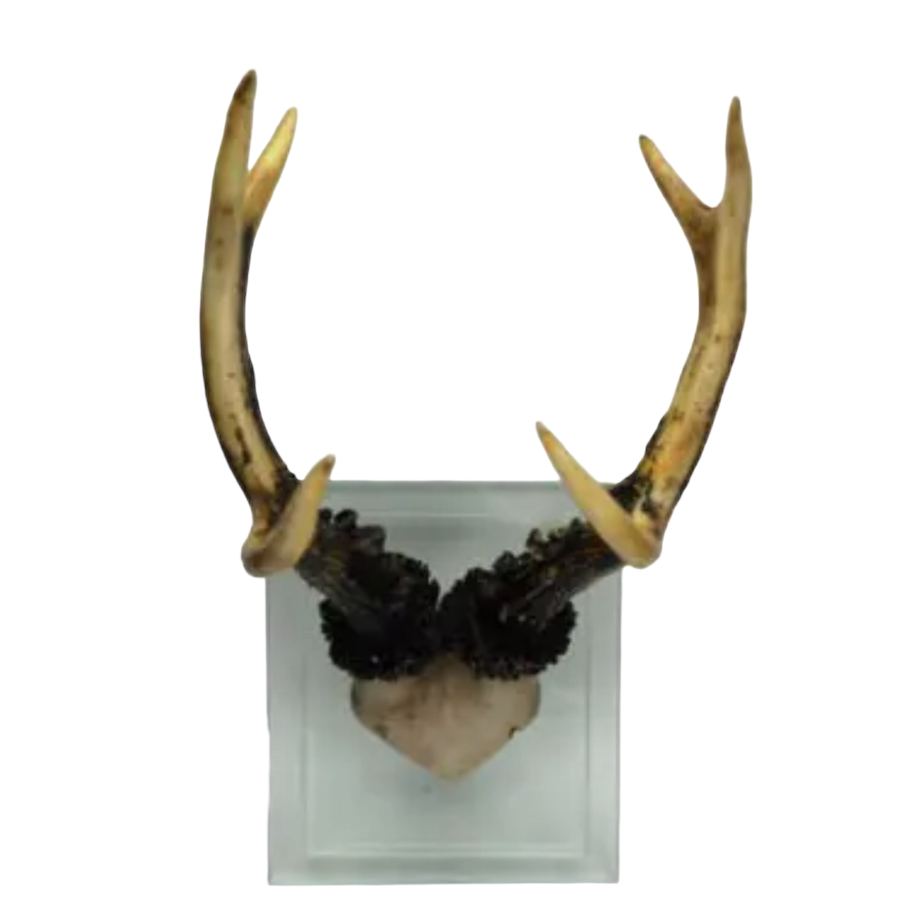 Antler Double Glass Wall Mount