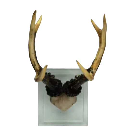 Antler Double Glass Wall Mount