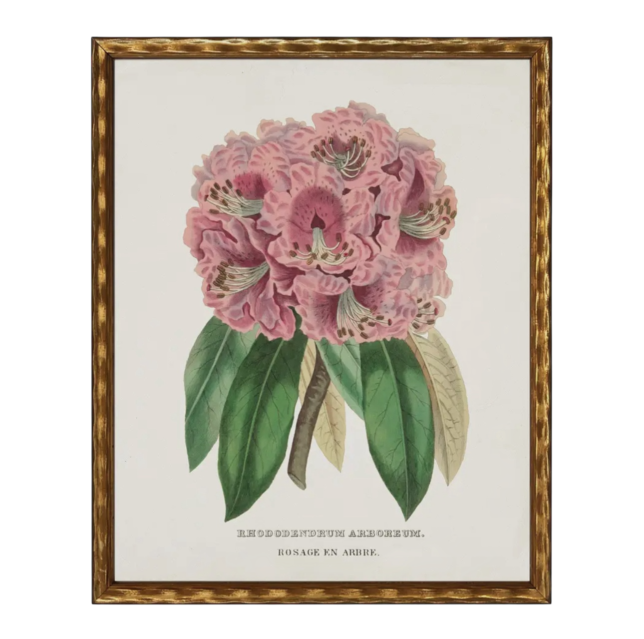 28” x 22” Vintage Flower Bookplate Print Enlarged