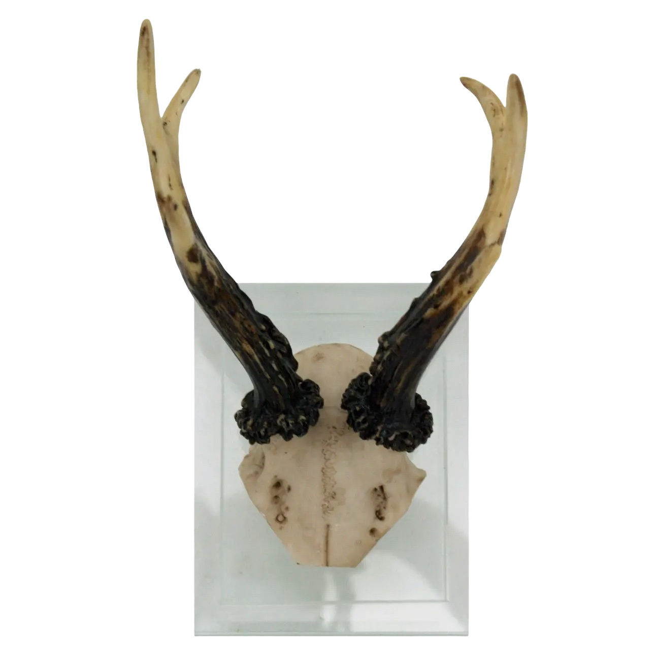 Antler Double Glass Wall Mount