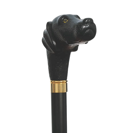 Labrador Retriever Cane