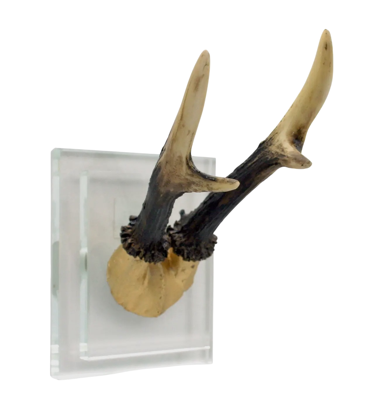 Gold Antler Double Glass Wall Mount