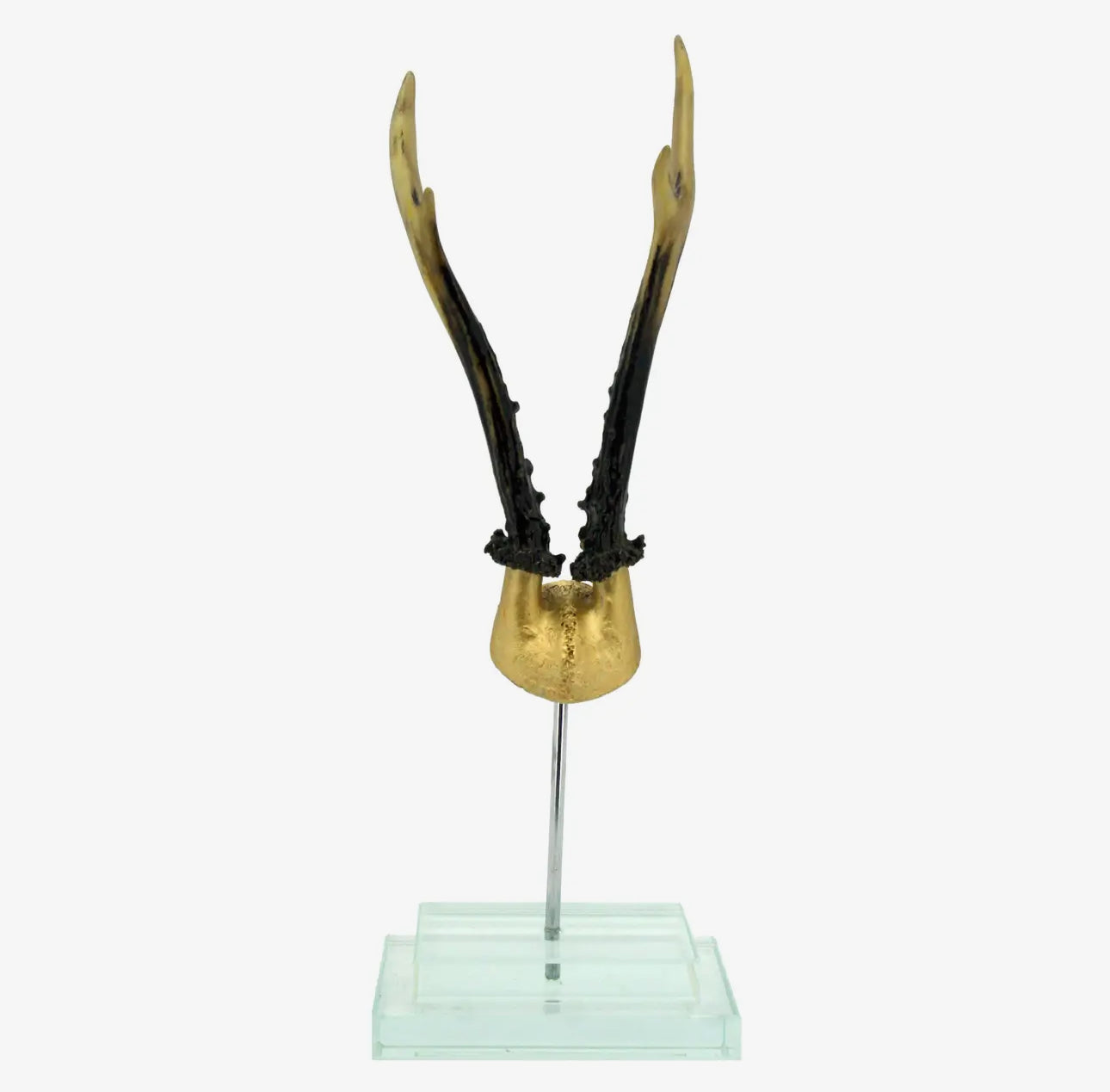 Antler on Double Glass Base