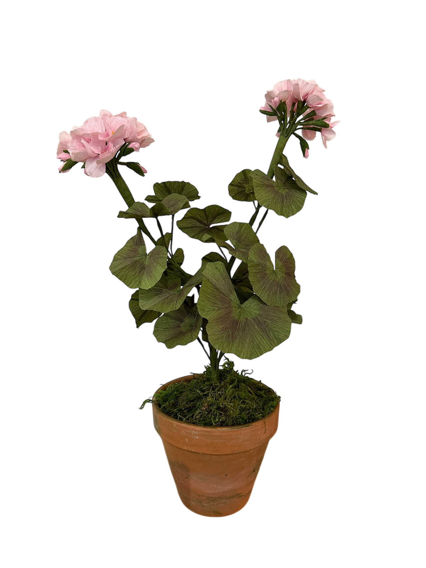 Potted Paper Geranium Plant