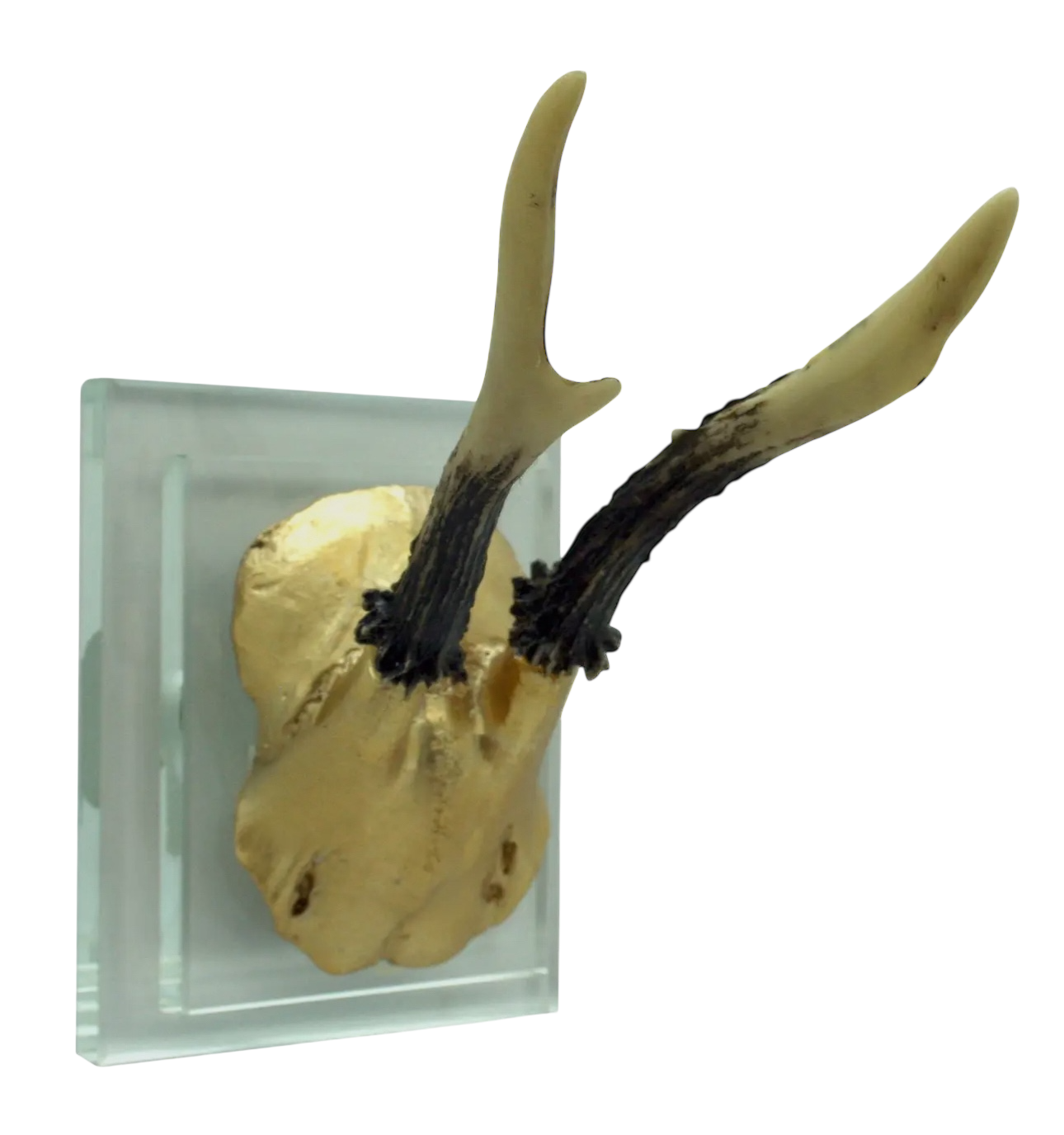Gold Antler Double Glass Wall Mount