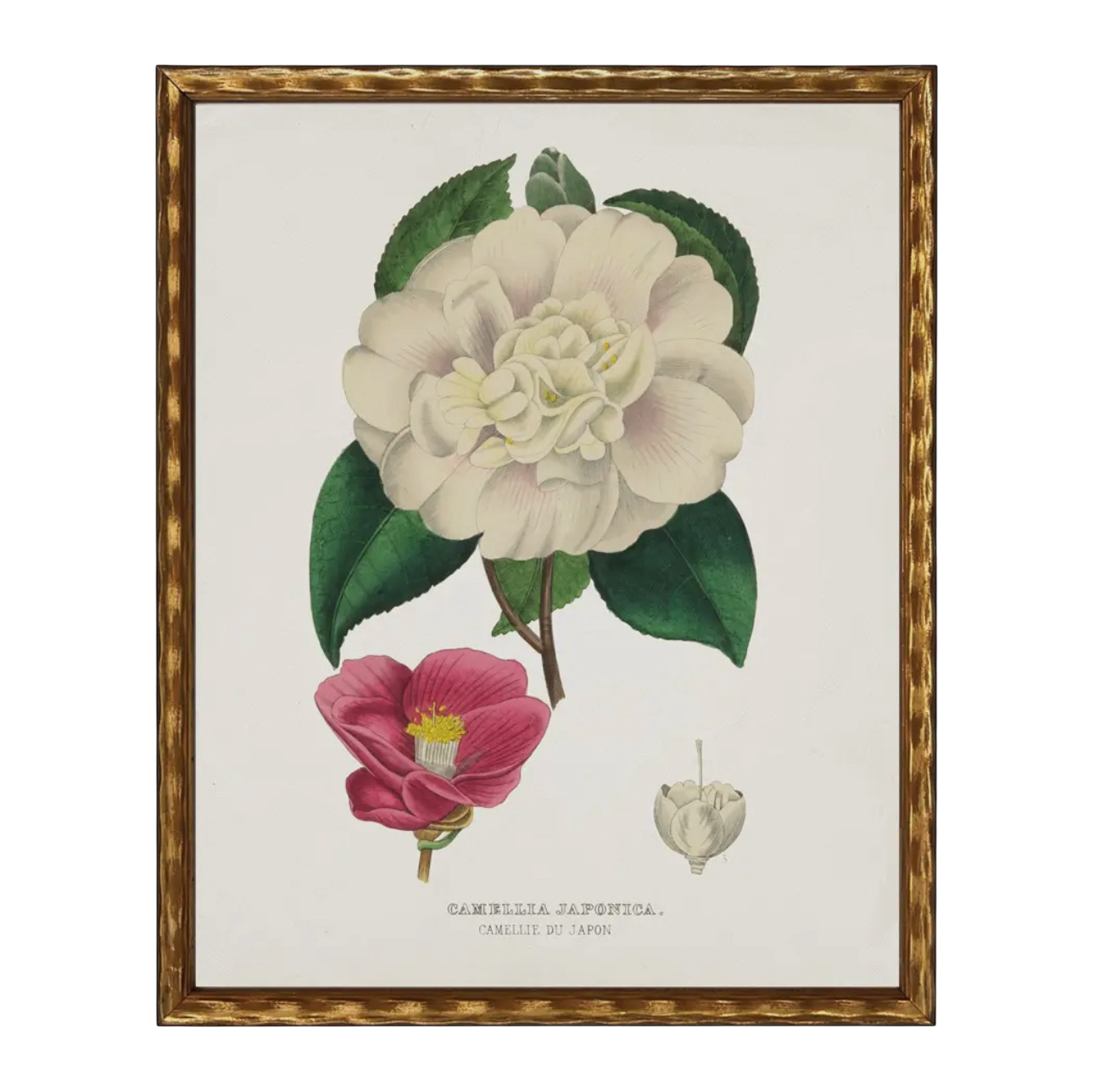 28” x 22” Vintage Flower Bookplate Print Enlarged
