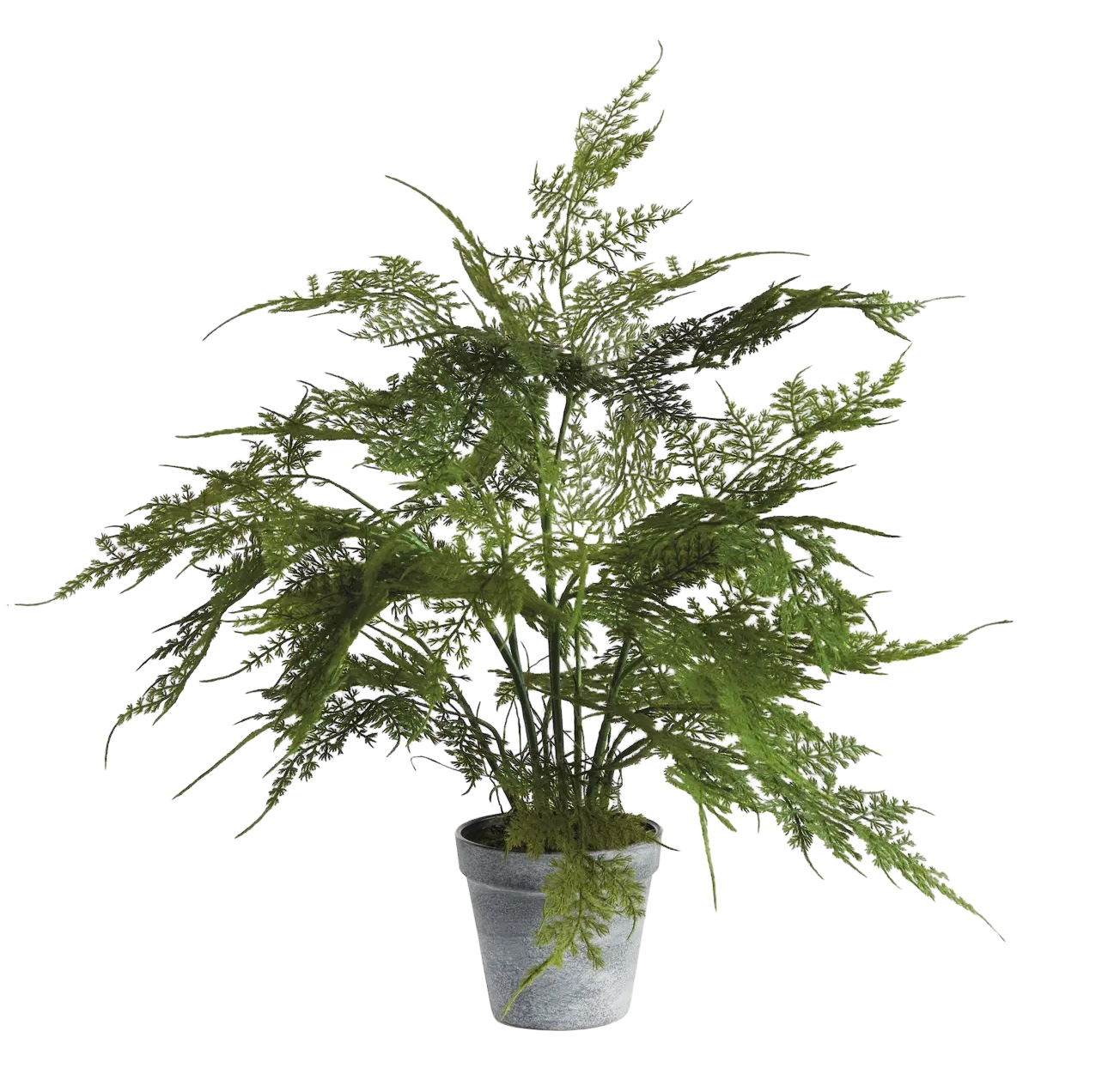 Plumosa Fern Drop-in 17"