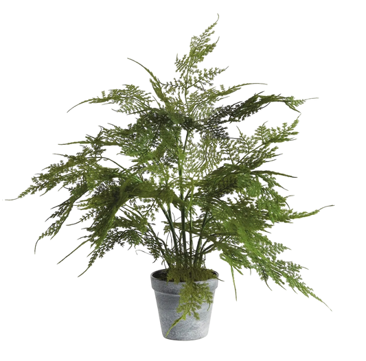 Plumosa Fern Drop-in 17"