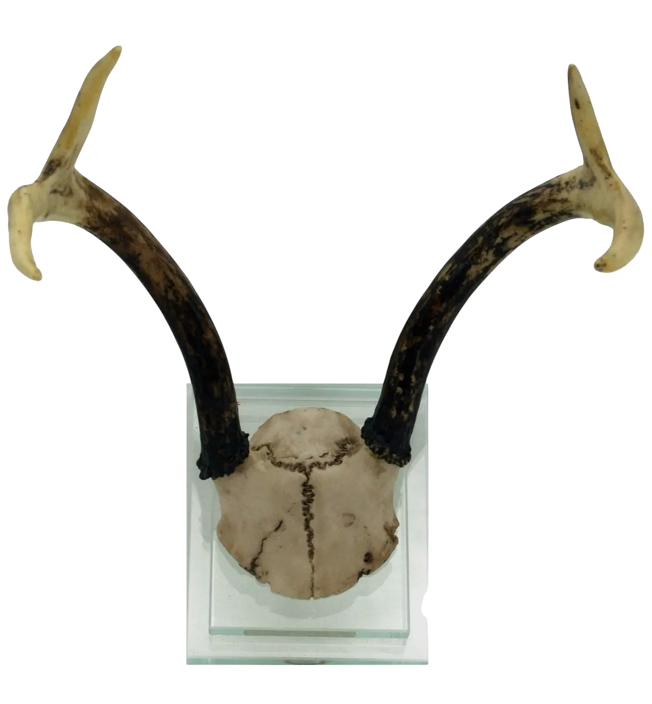 Antler Double Glass Wall Mount