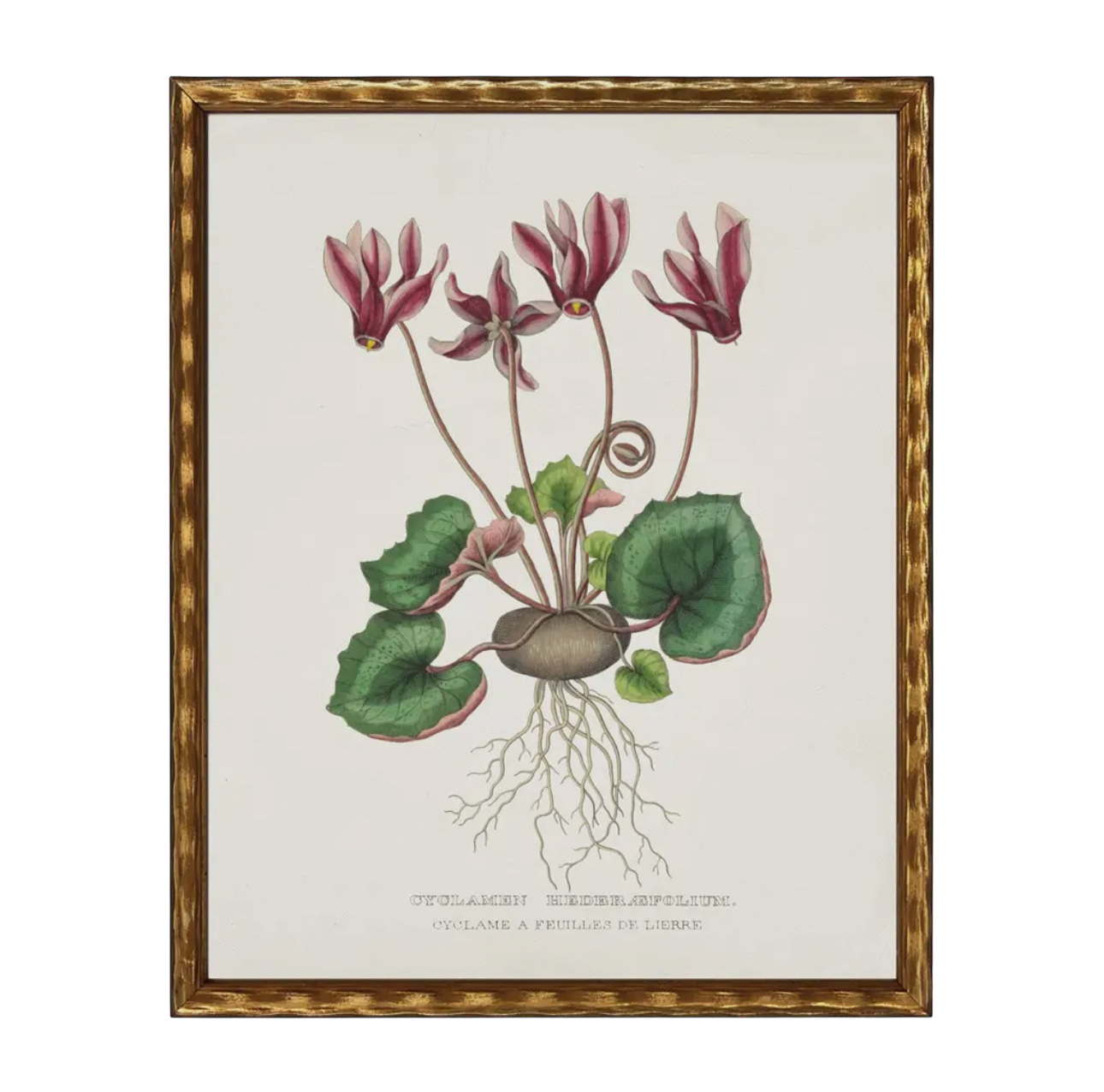 28” x 22” Vintage Flower Bookplate Print Enlarged