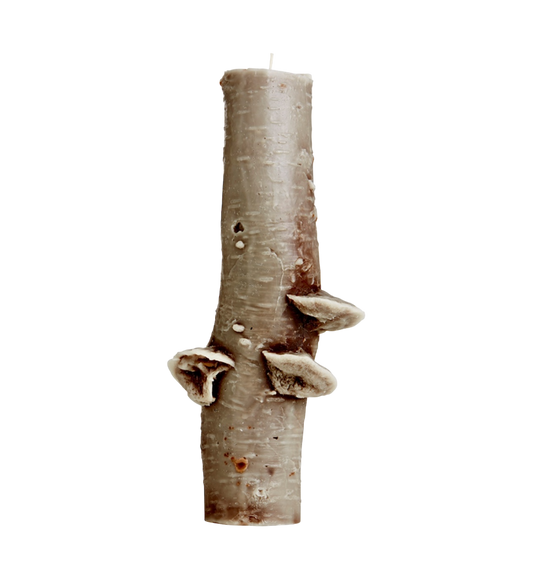 150 hr Birch Pillar