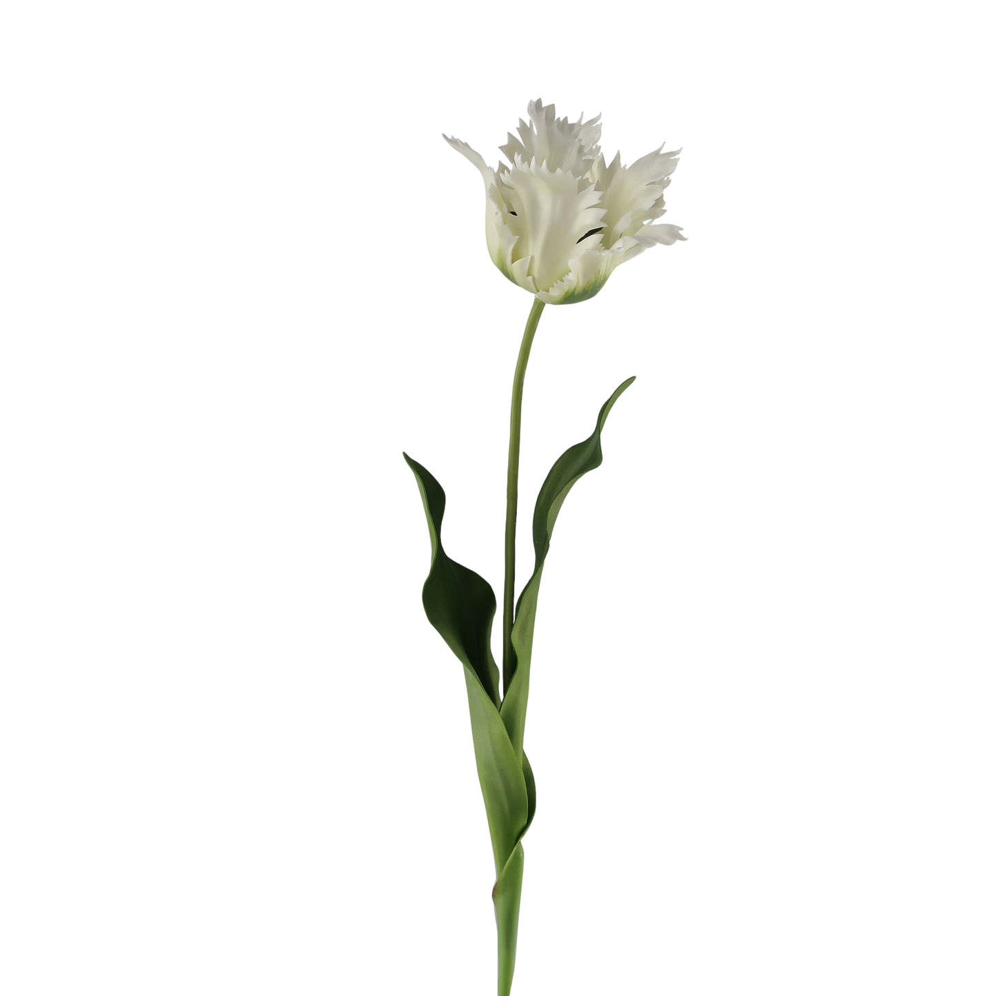 Parrot Tulip 23”