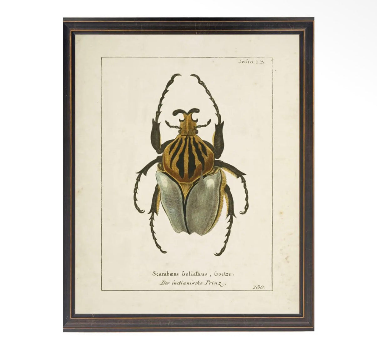 Beetle Print- 18”x24”