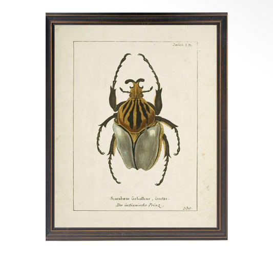 Beetle Print- 18”x24”